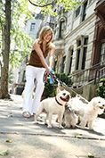 lifestyle model walking her five dogs thru city streets